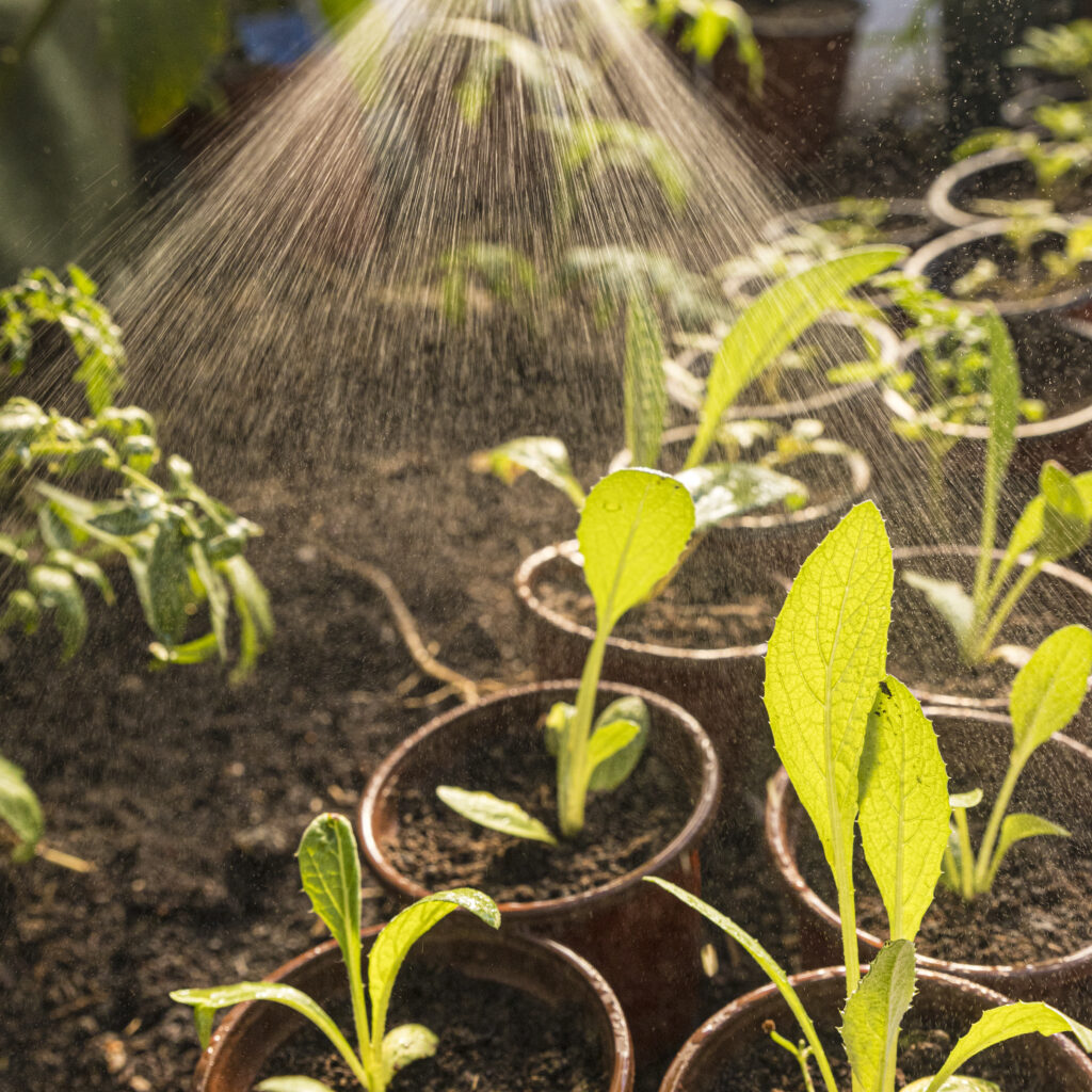 Jardinería sostenible en familia - Crickwoo