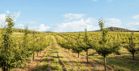 fincas agrícolas con humus de lombriz