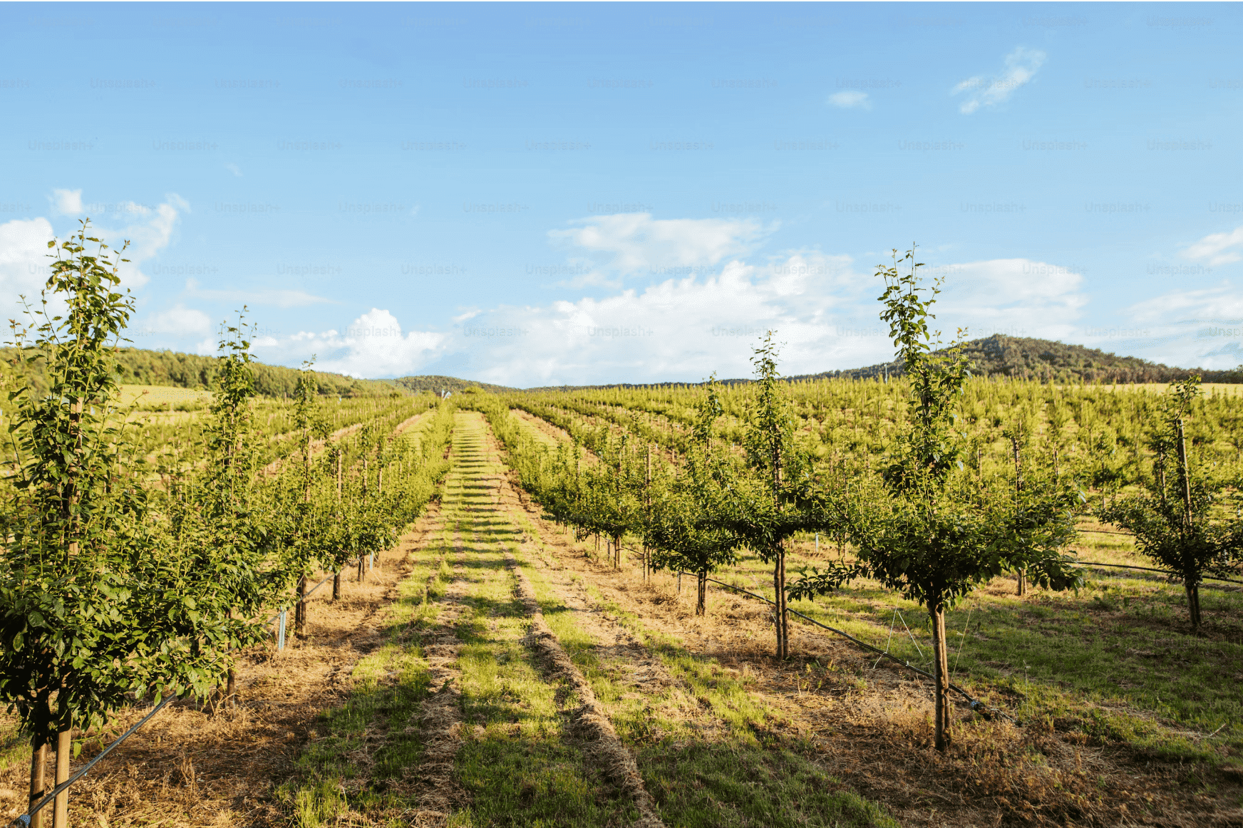 fincas agrícolas con humus de lombriz